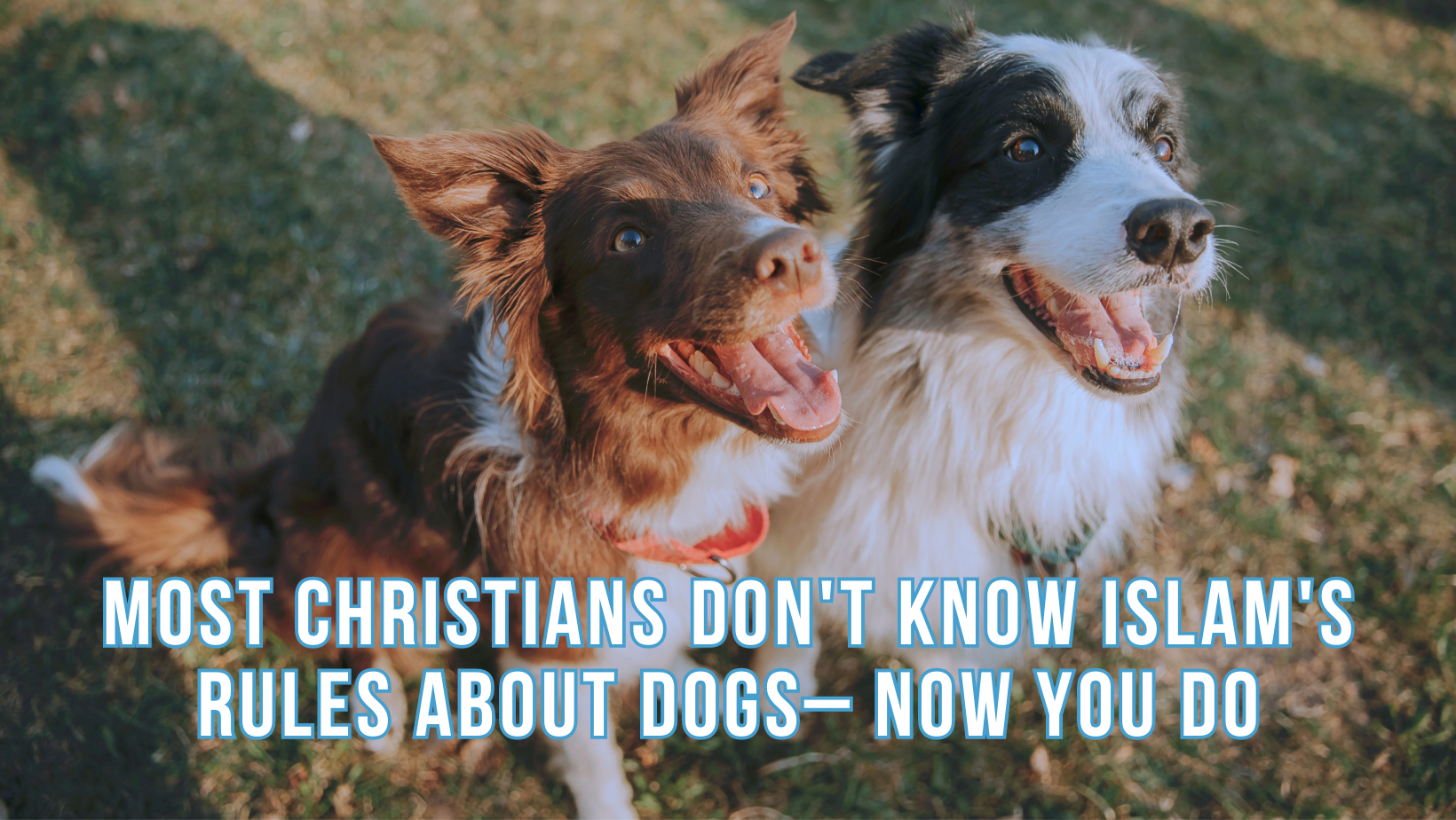 Most Christians don't know Islam's rules about dogs– now you do