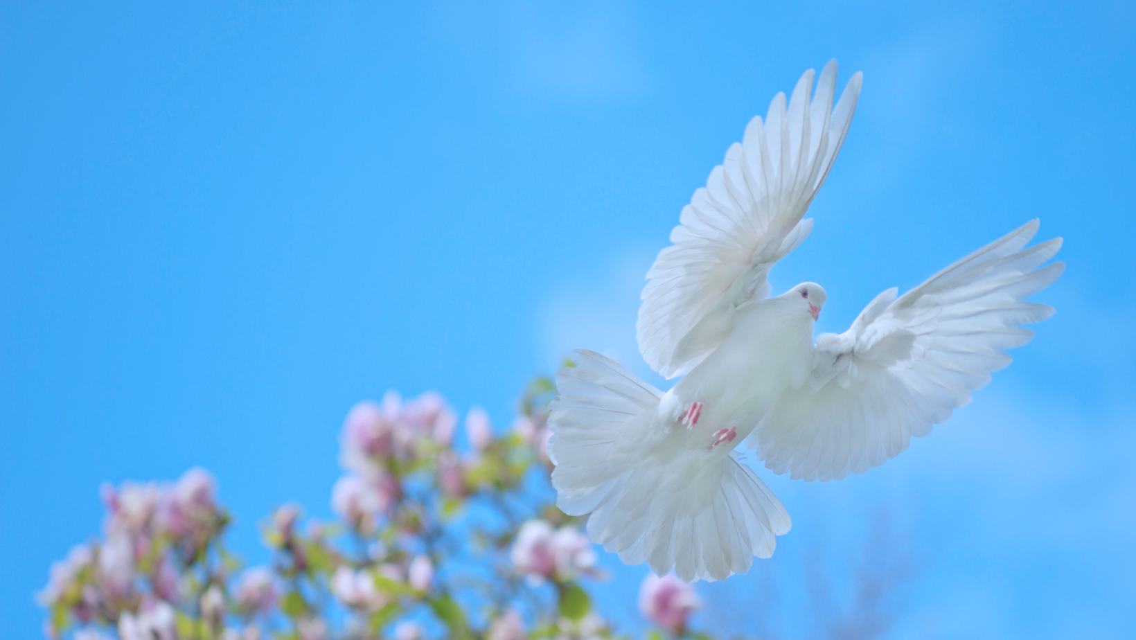 Blog title image-  Dove flying